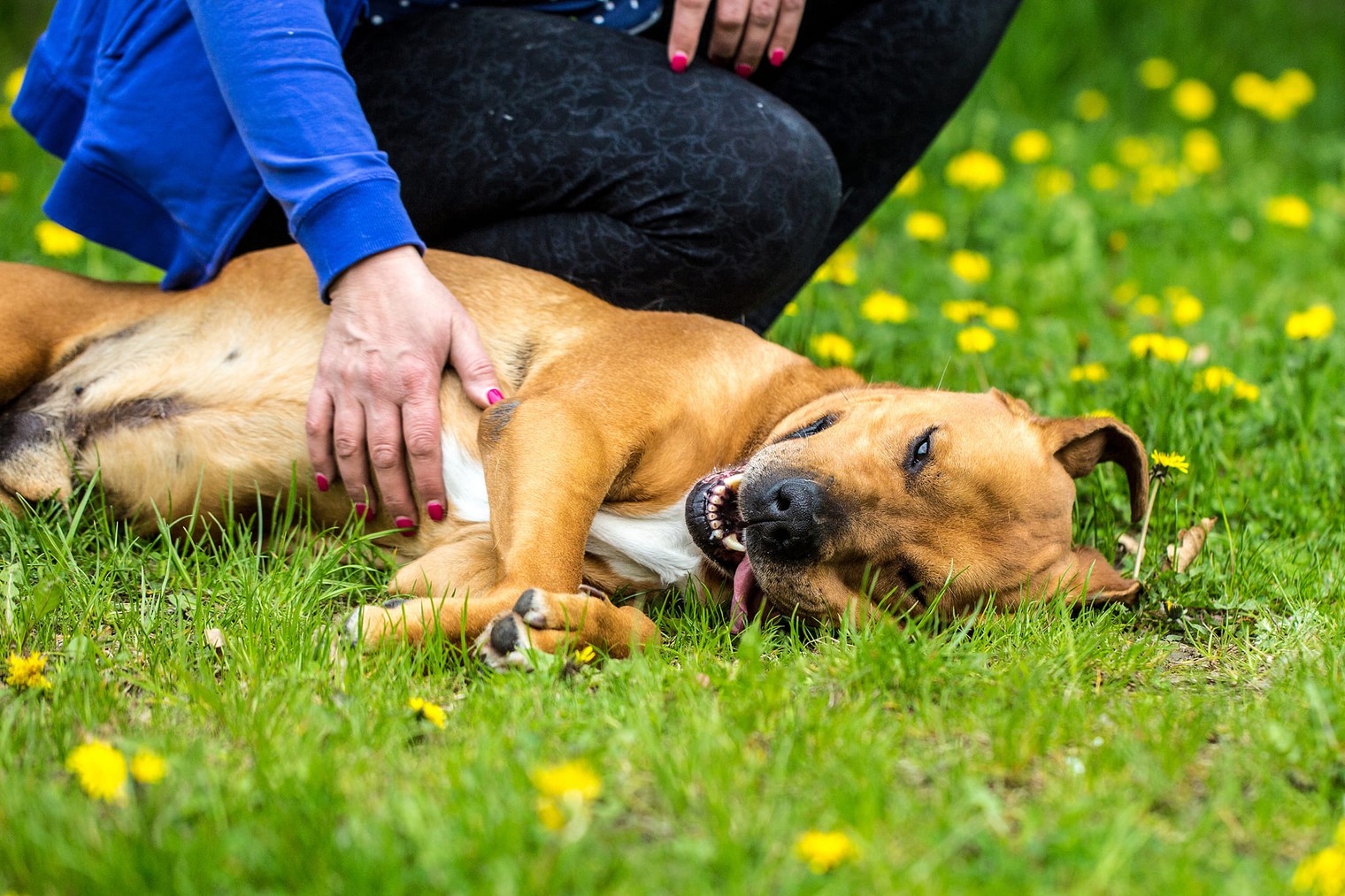 Pies Amor bawi się z człowiekiem na trawie